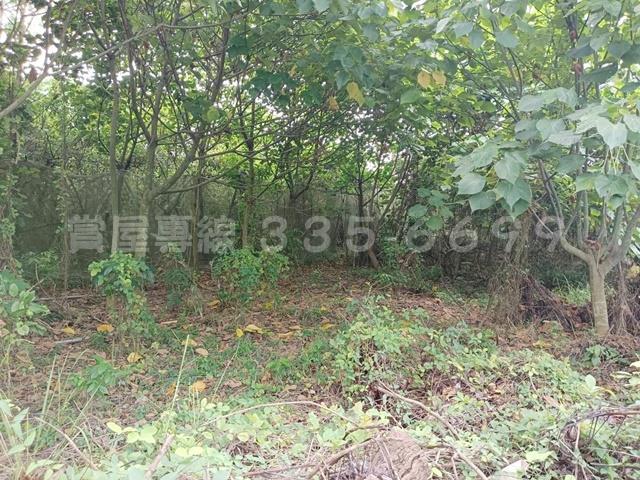 台南楠西農地-0